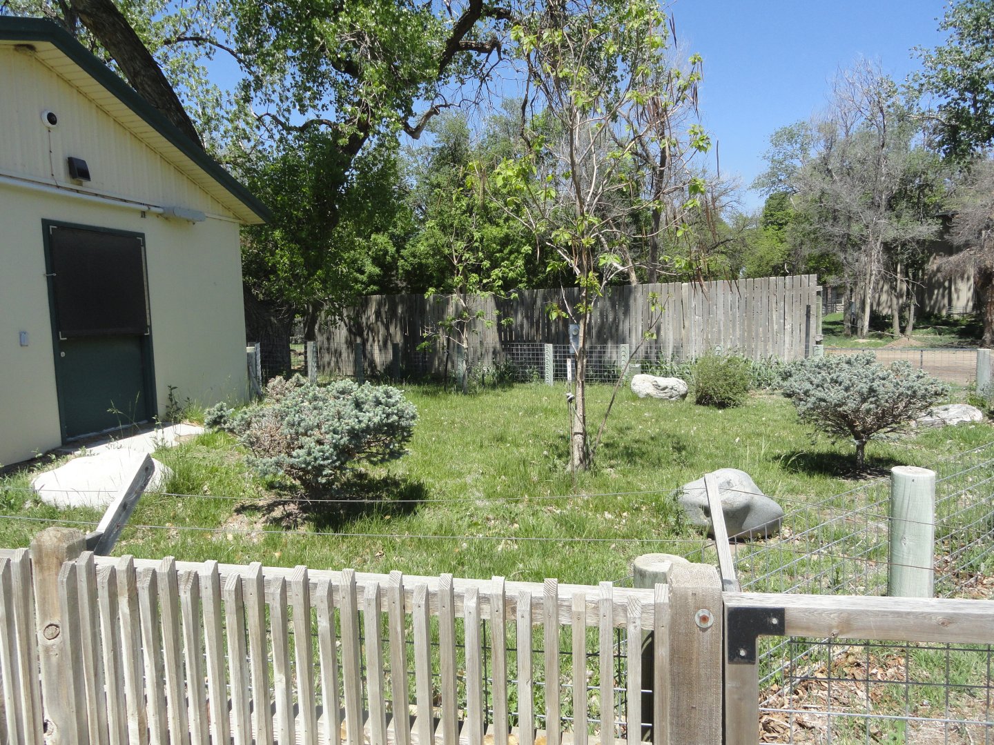 Fennec Fox Outdoor Exhibit