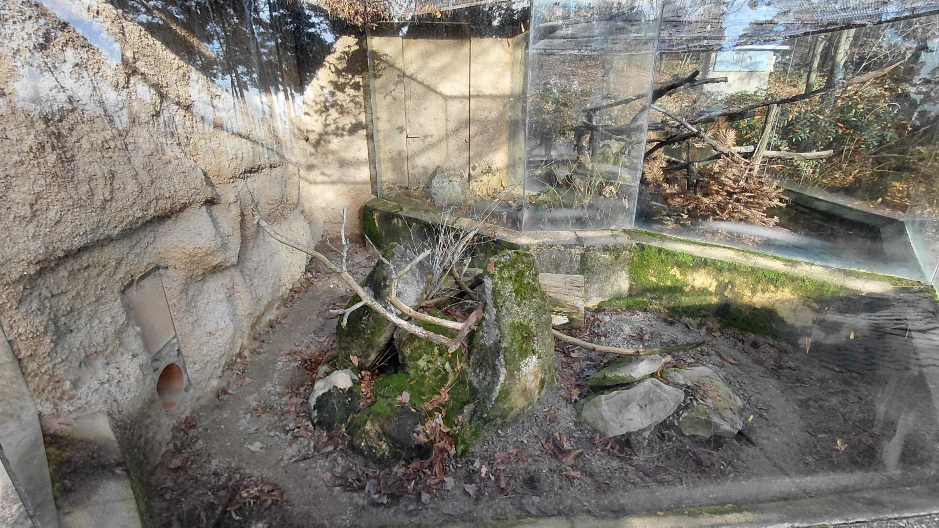 Fennec fox outdoor exhibit