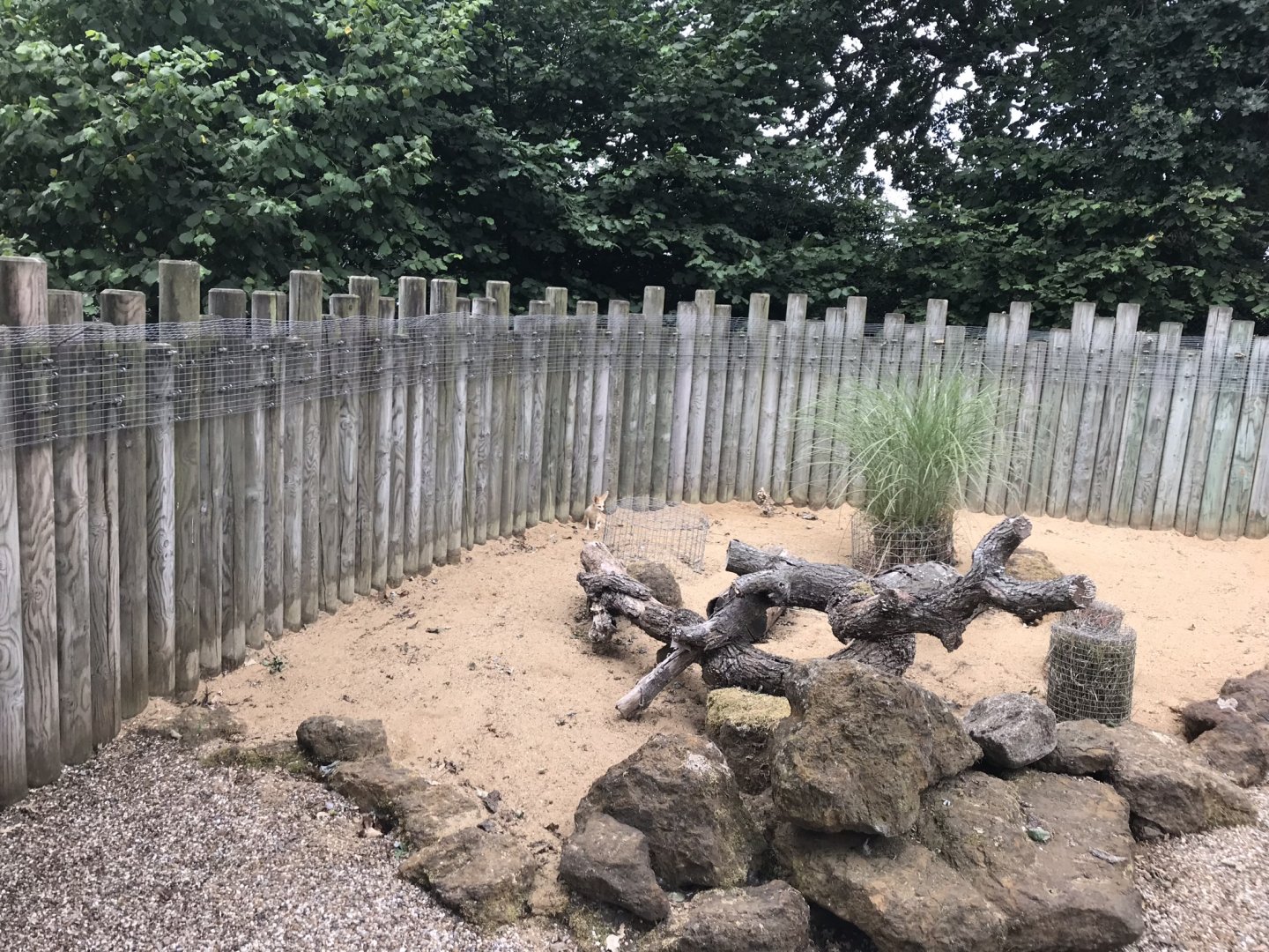 Fennec fox outdoors 080818