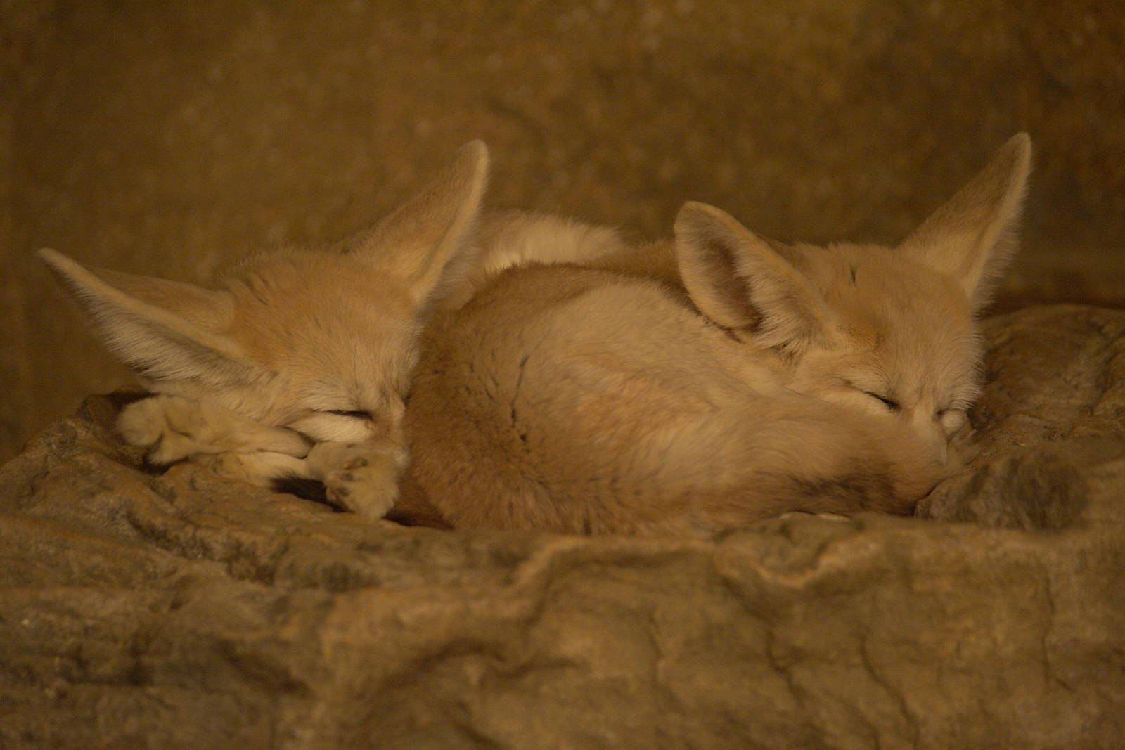 Fennec fox pair 01/10/2011