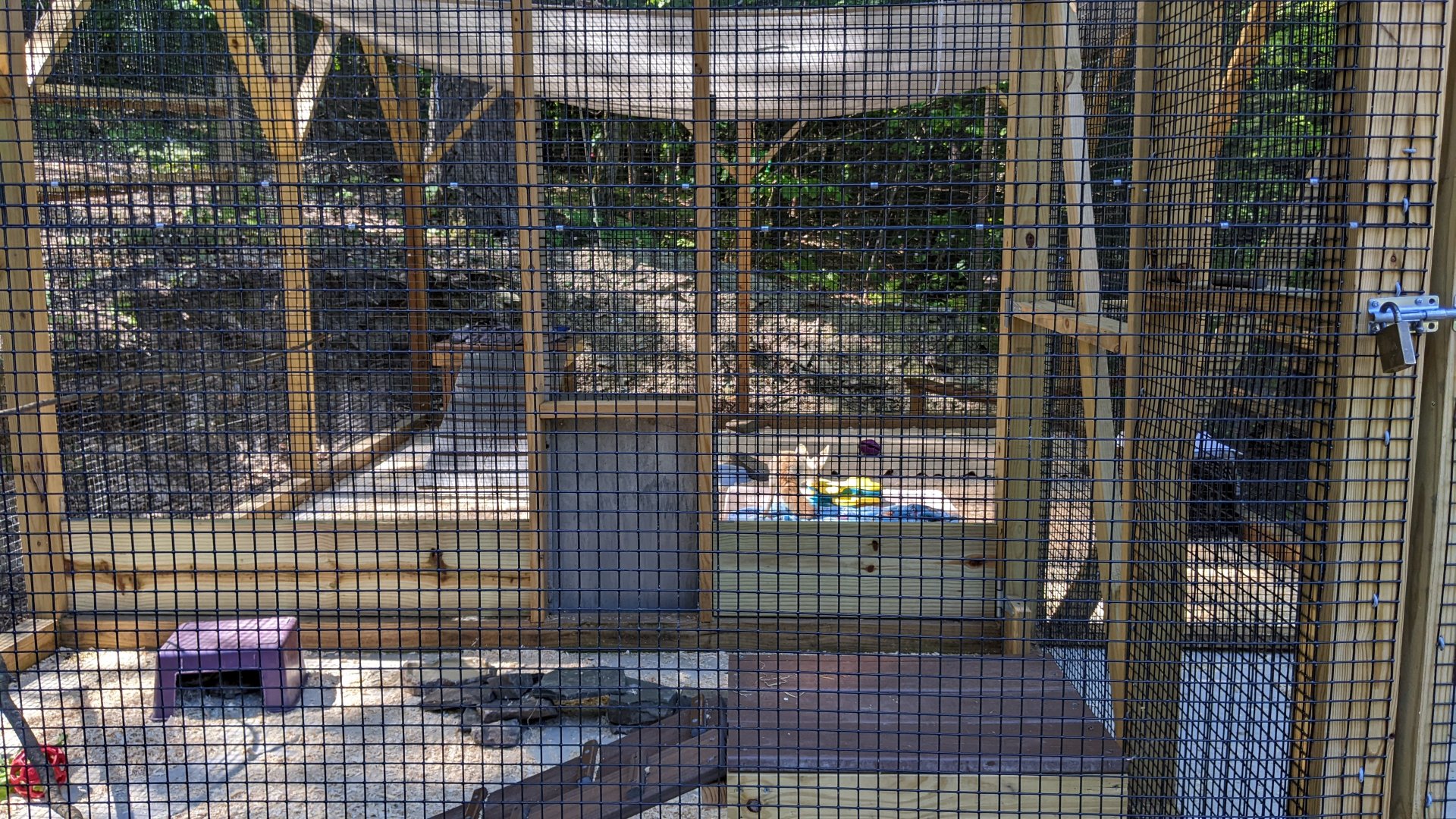 Fennec Fox/Pancake Tortoise