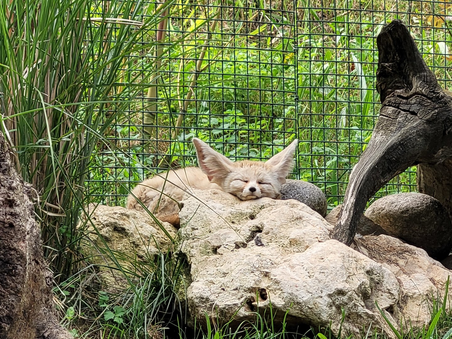 Fennec fox -Parc Animalier des Pyrénées (2023)