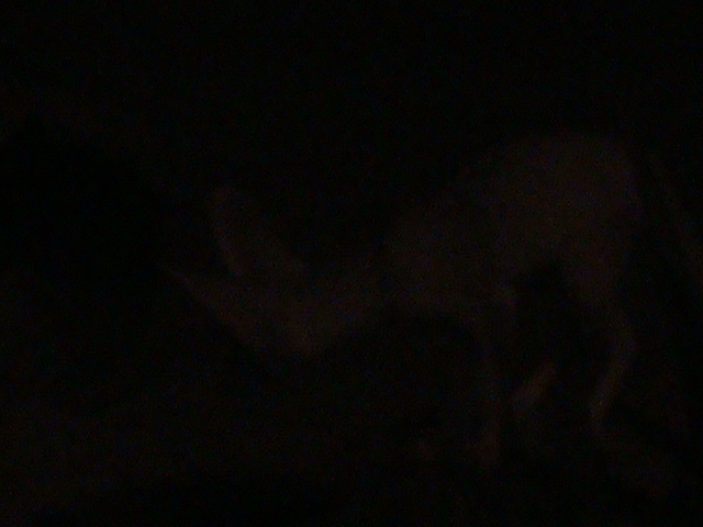 fennec fox - really it is?!! 030910