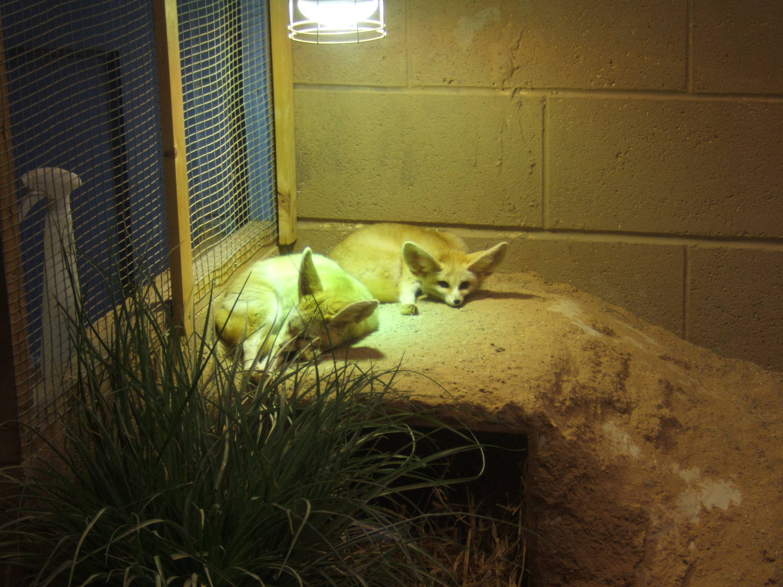 Fennec Fox`s
