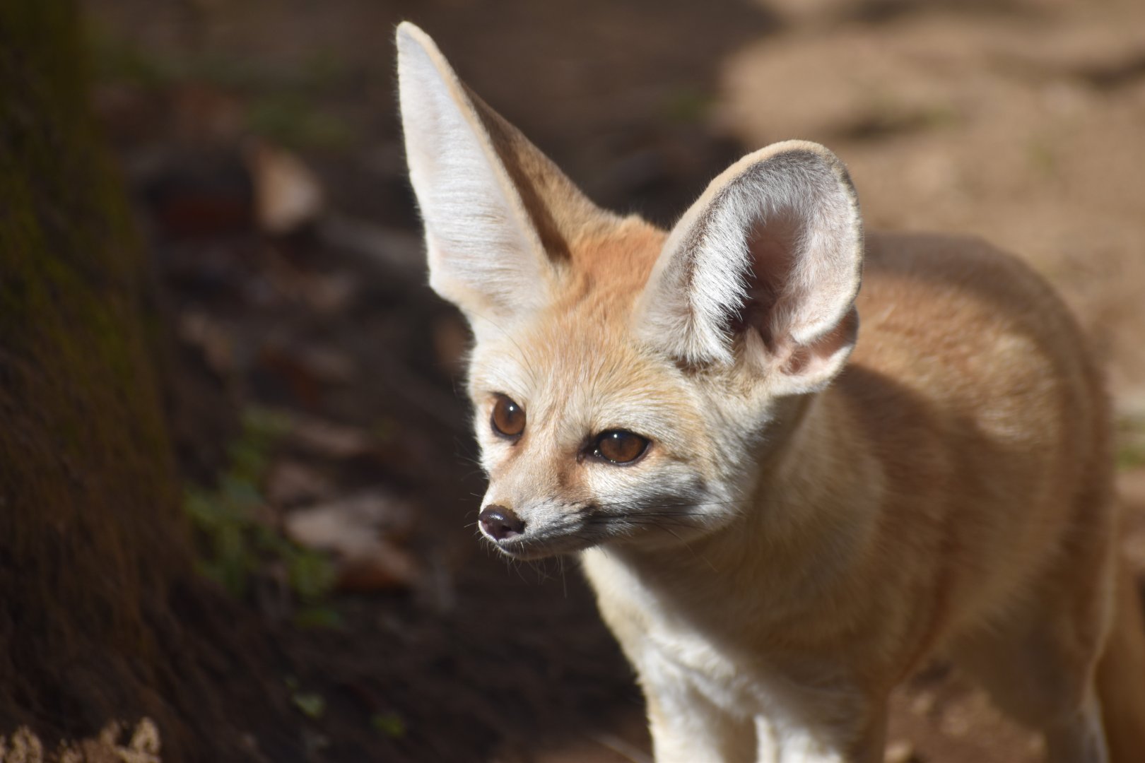 Fennec Fox ~ Saitama Children's Zoo