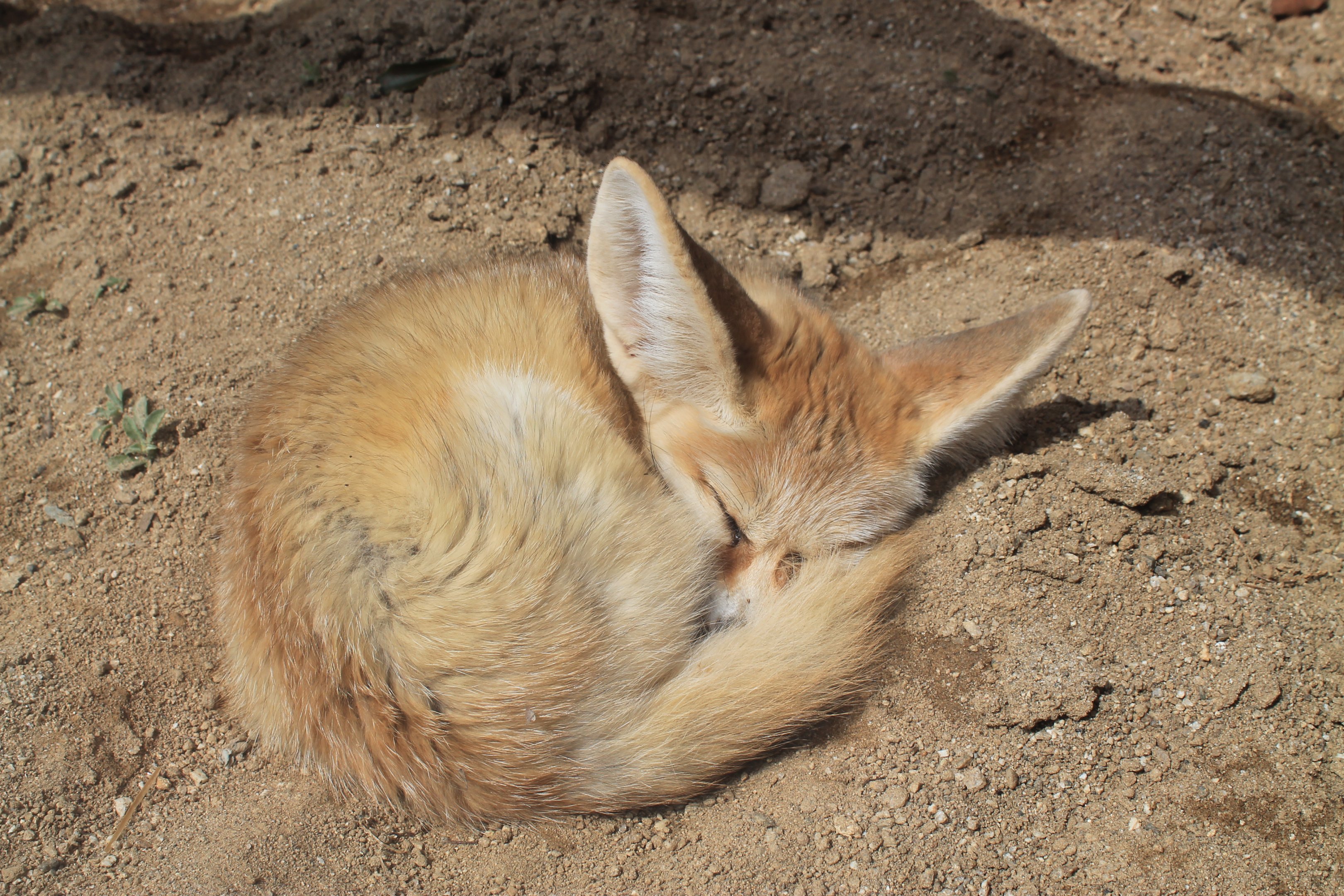 Fennec Fox - Saitama Childrens Zoo