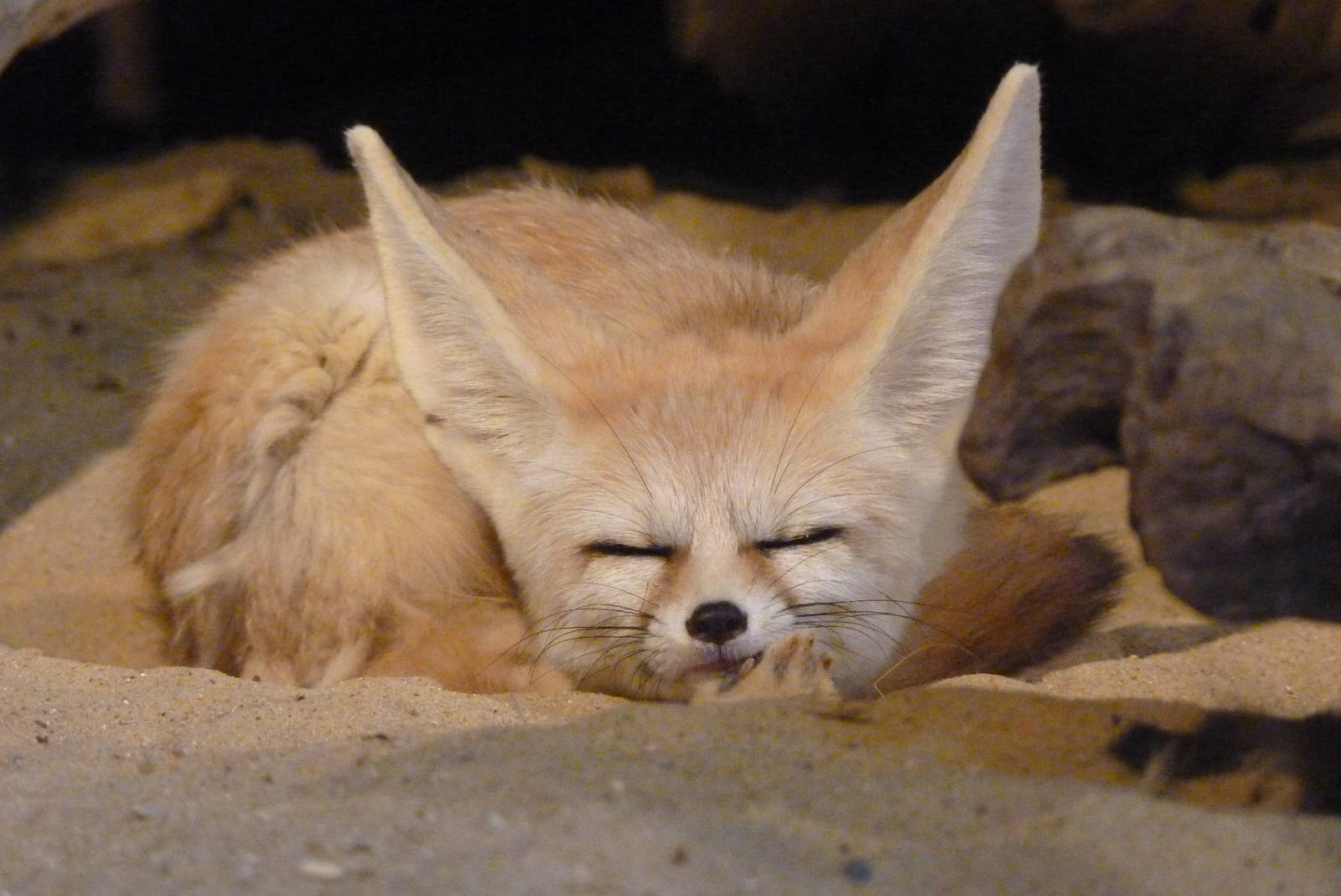 Fennec Fox, September 2016
