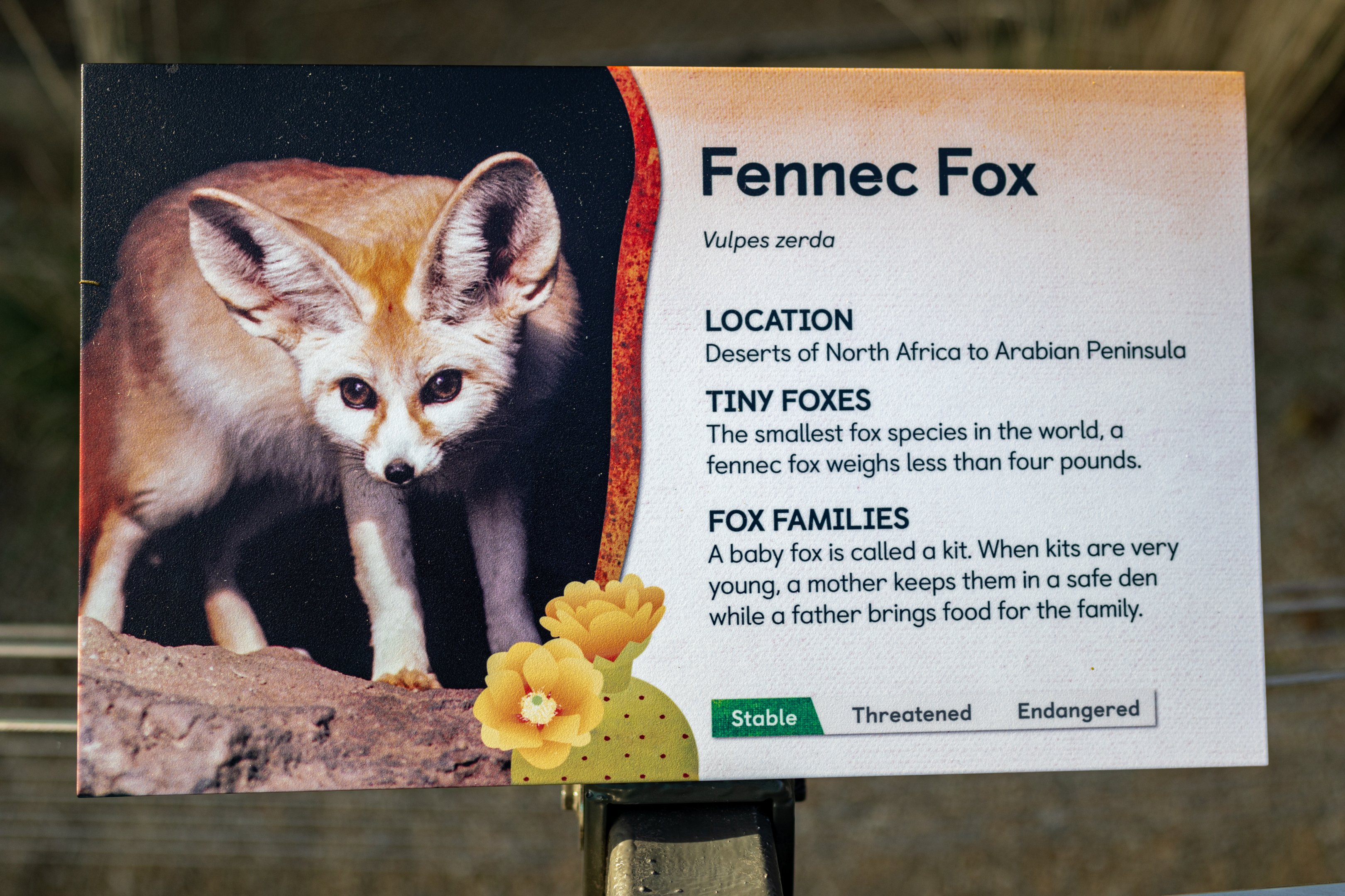 Fennec Fox Signage