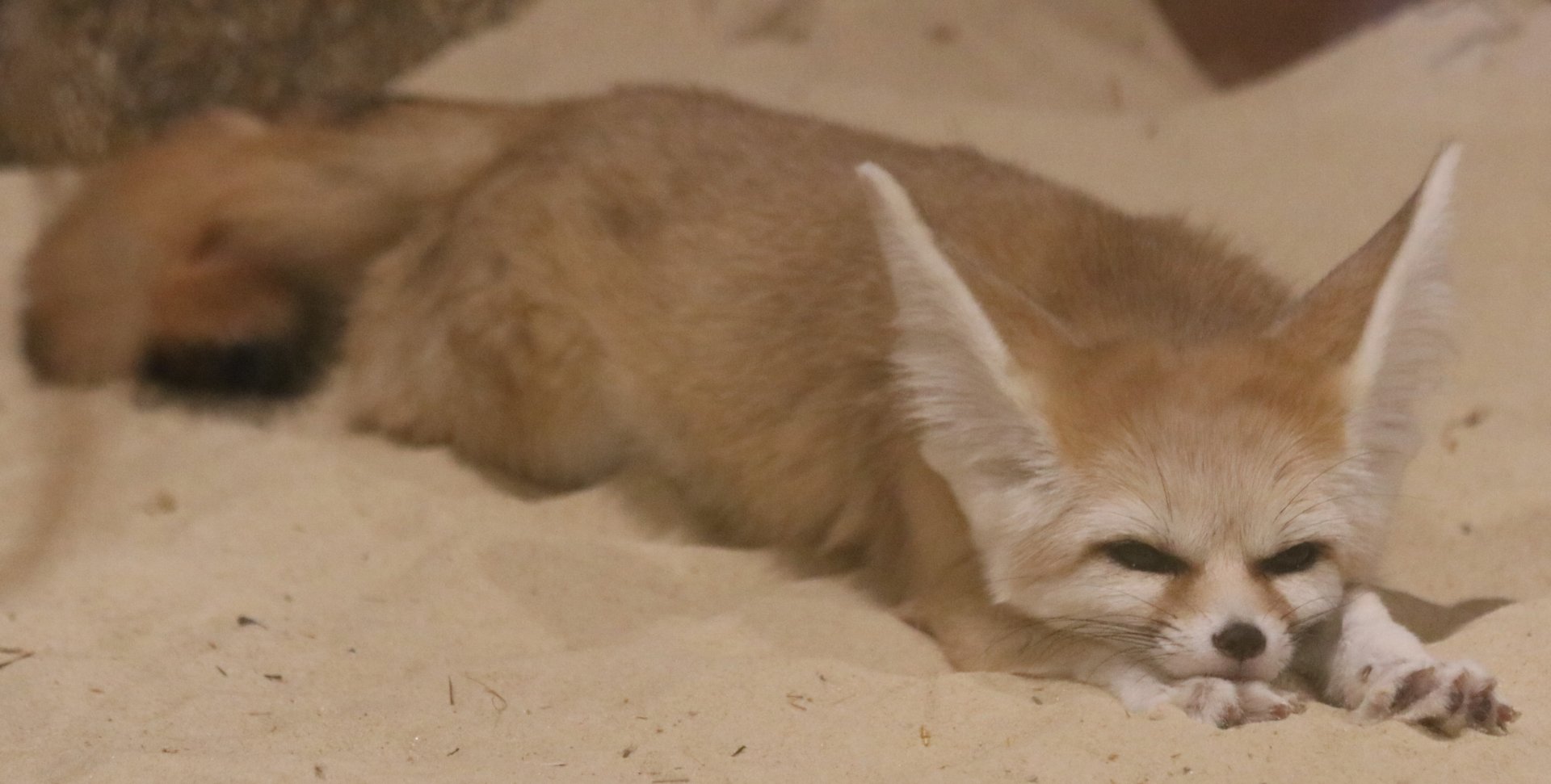 Fennec Fox Stretch