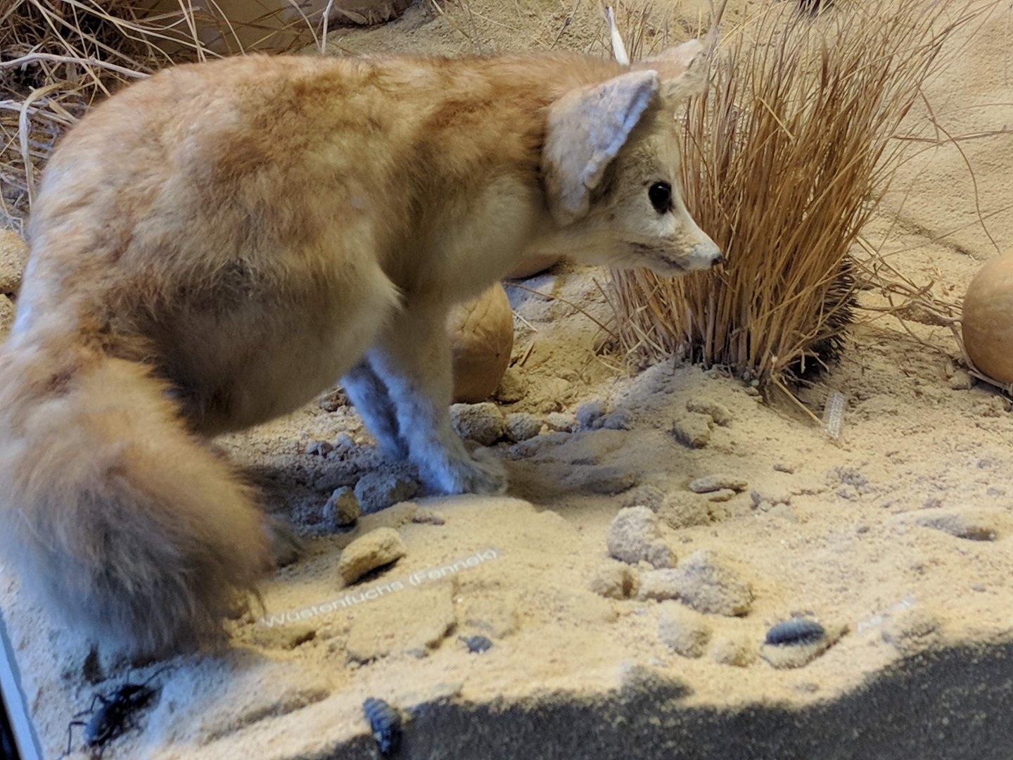 Fennec fox Stuttgart Natural History Museum 2019