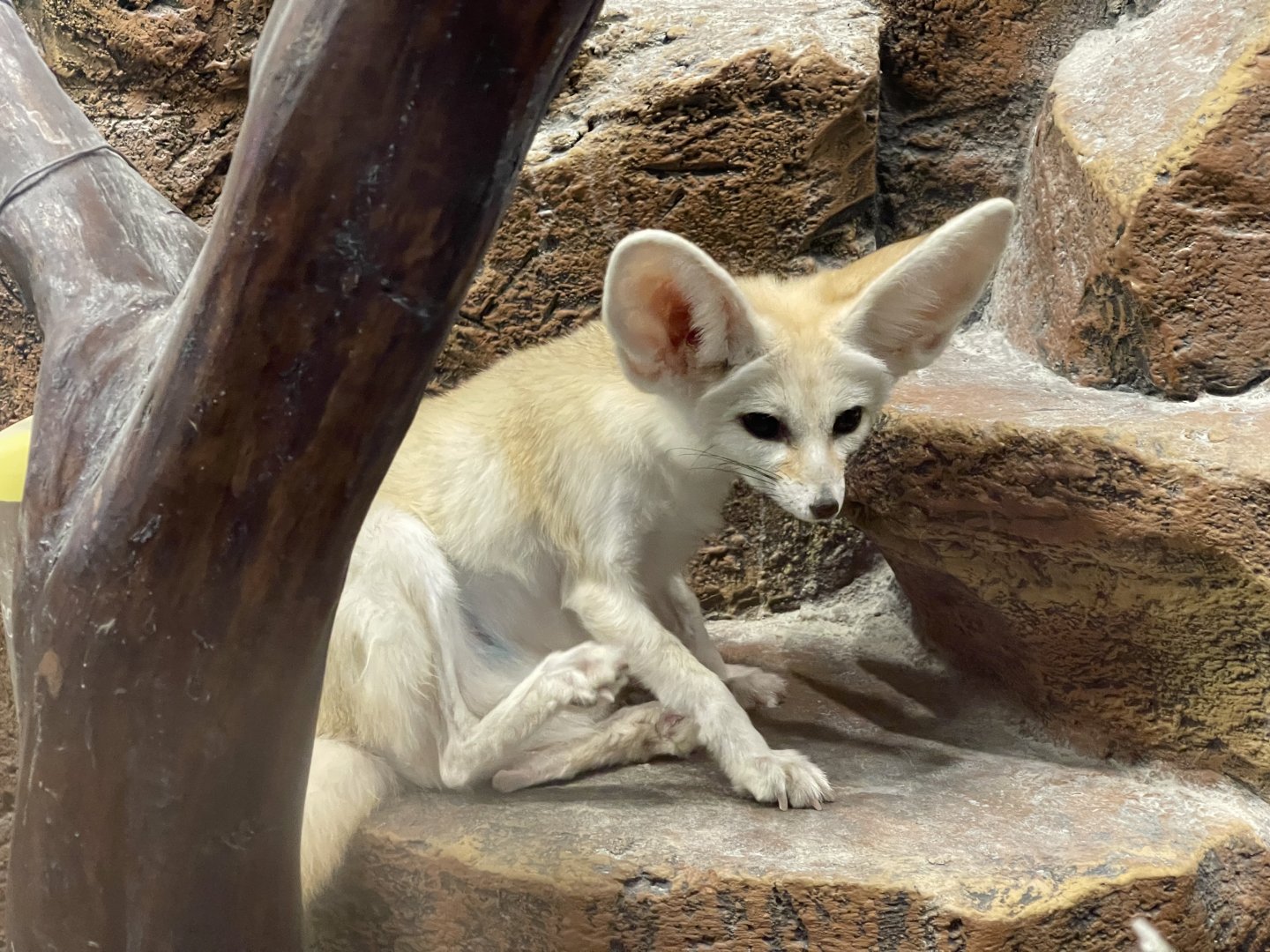 fennec fox (vulpes zerda) (1)