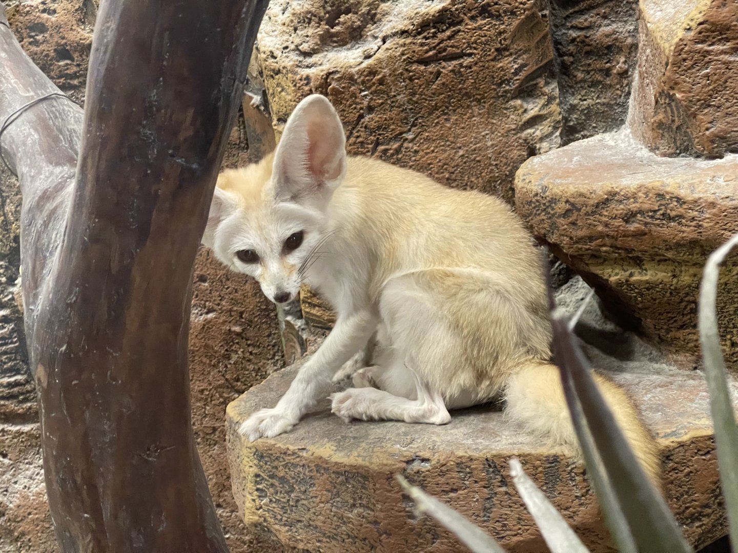 fennec fox (vulpes zerda) (2)
