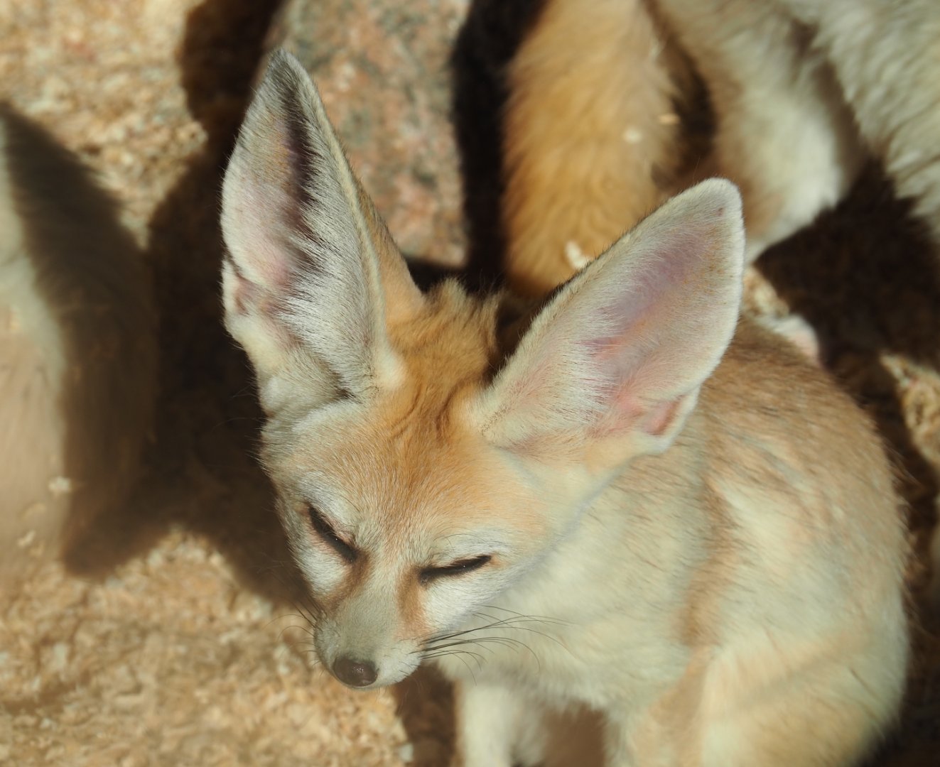 Fennec fox (Vulpes zerda), 2020-09-12