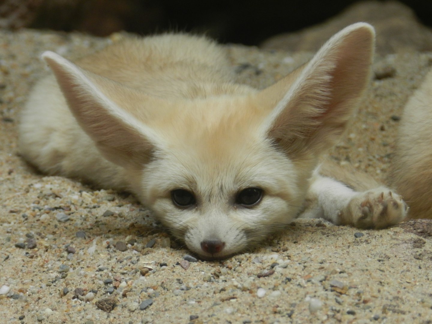 Fennec Fox (Vulpes zerda) at Artis Royal Zoo, The Netherlands