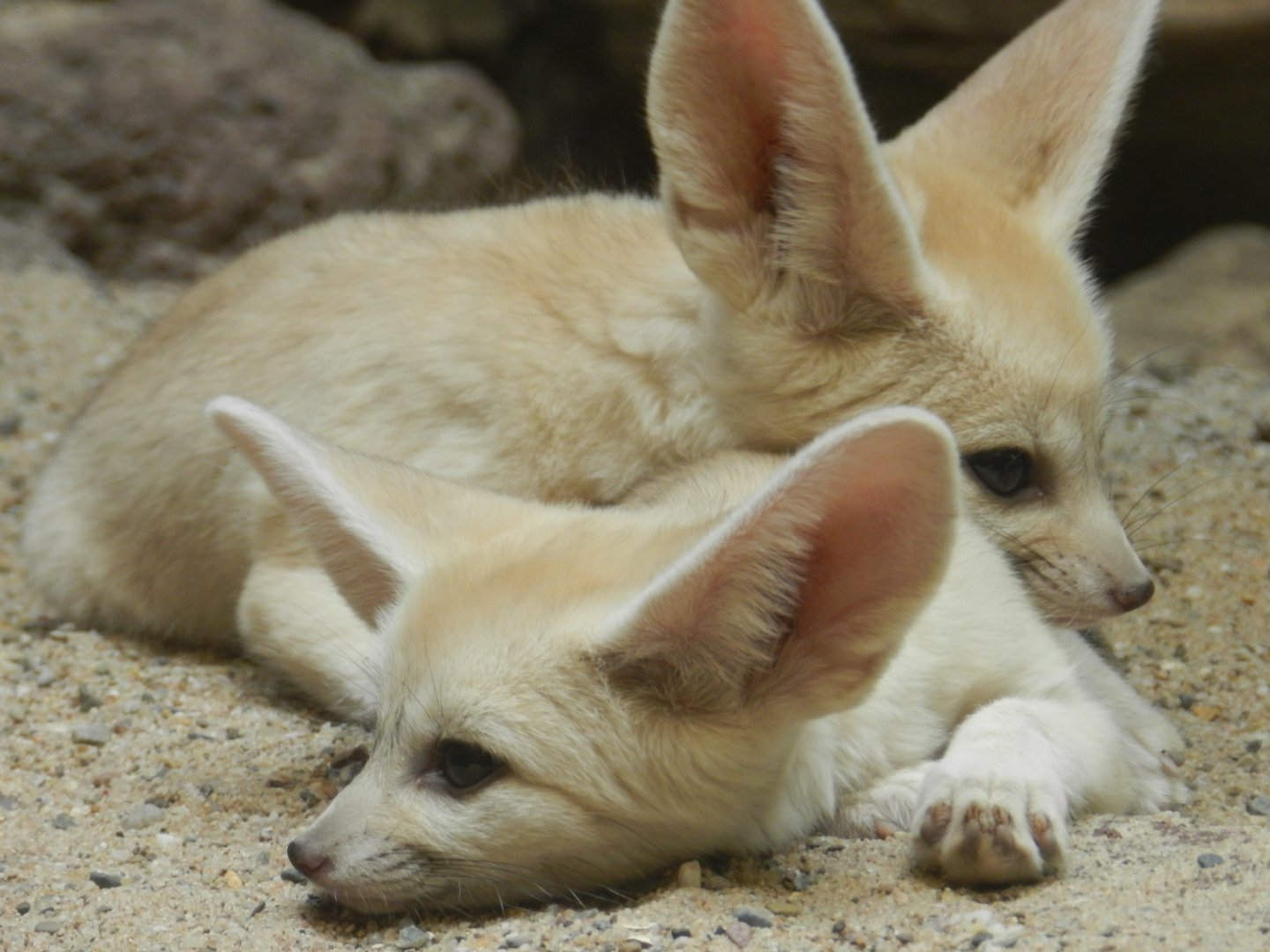 Fennec Fox (Vulpes zerda) at Artis Royal Zoo, The Netherlands