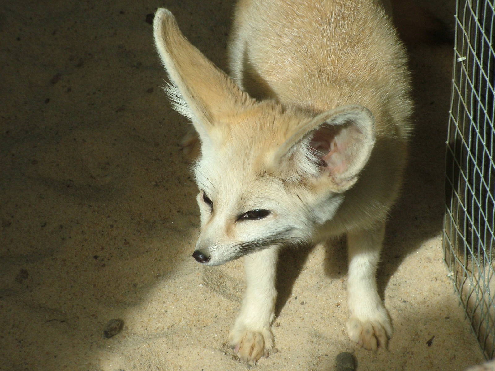 Fennec Fox (Vulpes zerda) at Five Sisters Zoo Park 2008