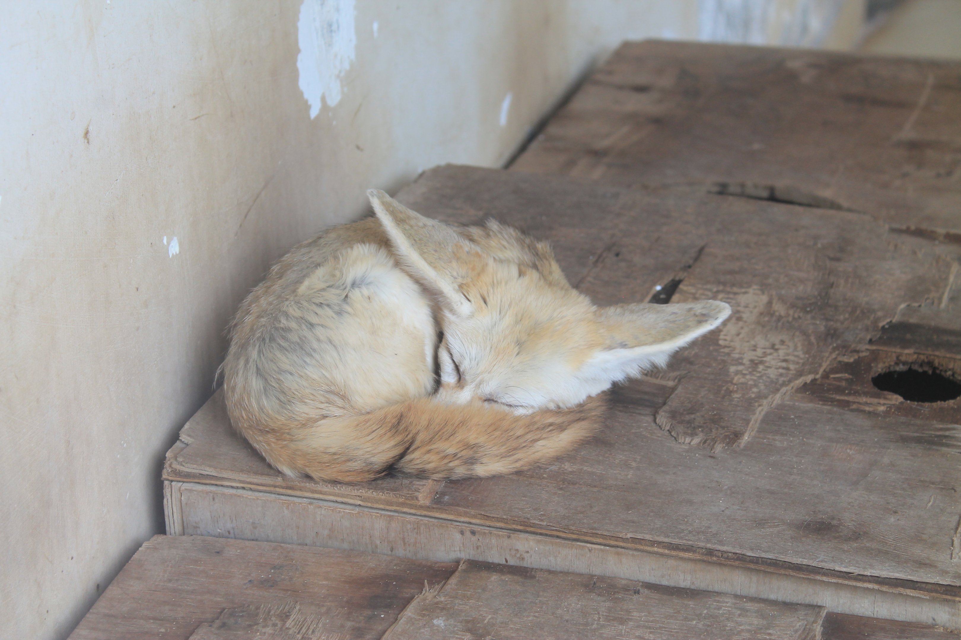 Fennec Fox (Vulpes zerda) - Childrens Zoo