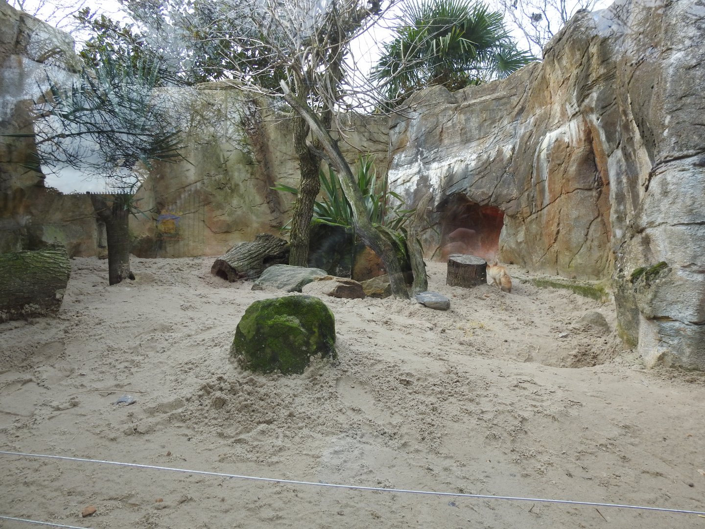 Fennec Fox (Vulpes zerda) Enclosure