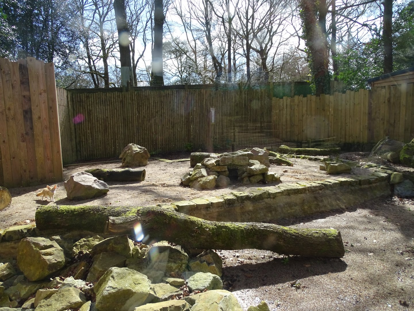 Fennec fox (Vulpes zerda) exhibit