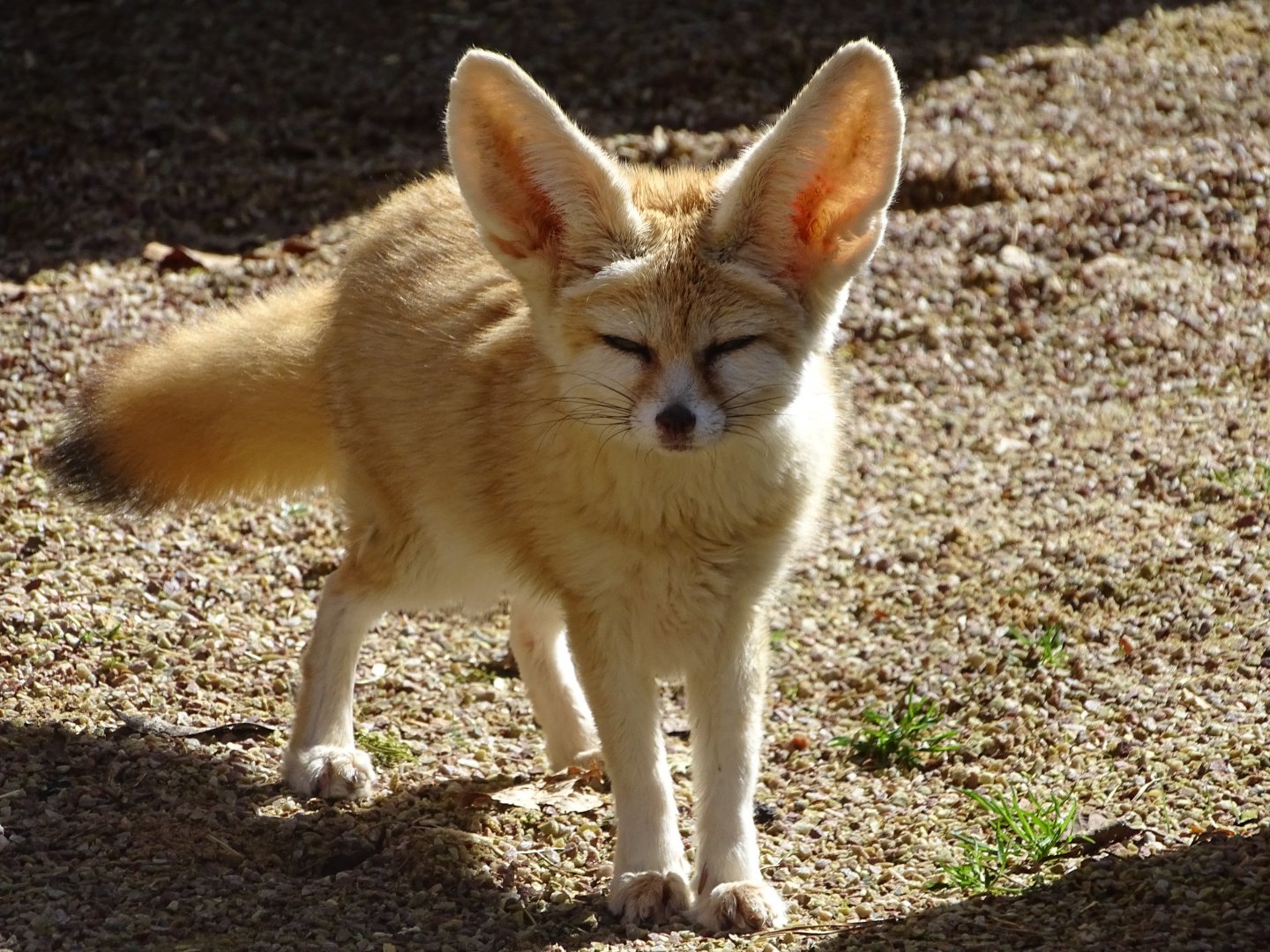 Fennec fox (Vulpes zerda) exhibit