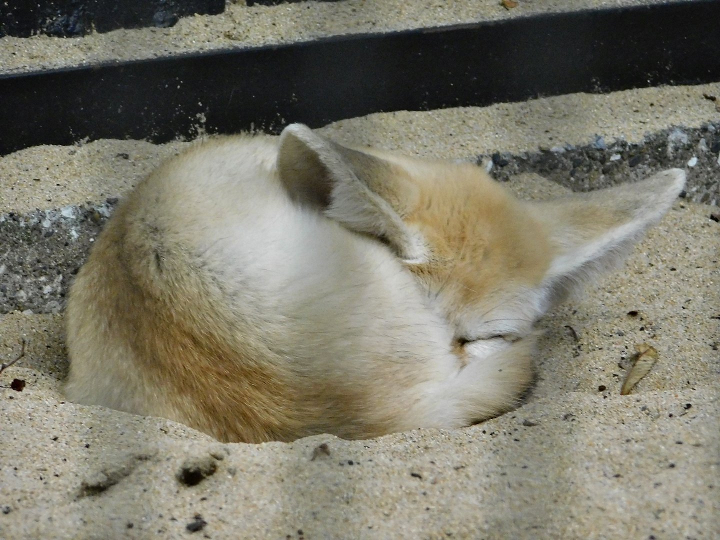 Fennec Fox (Vulpes zerda) October 4, 2025