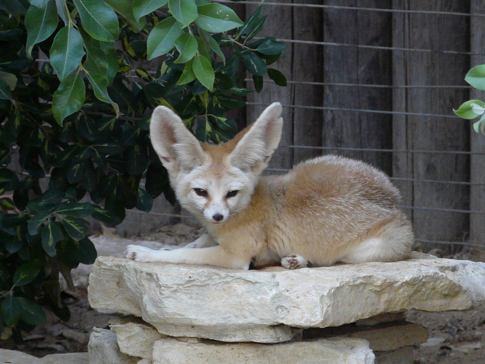 Fennec fox/ Vulpes zerda