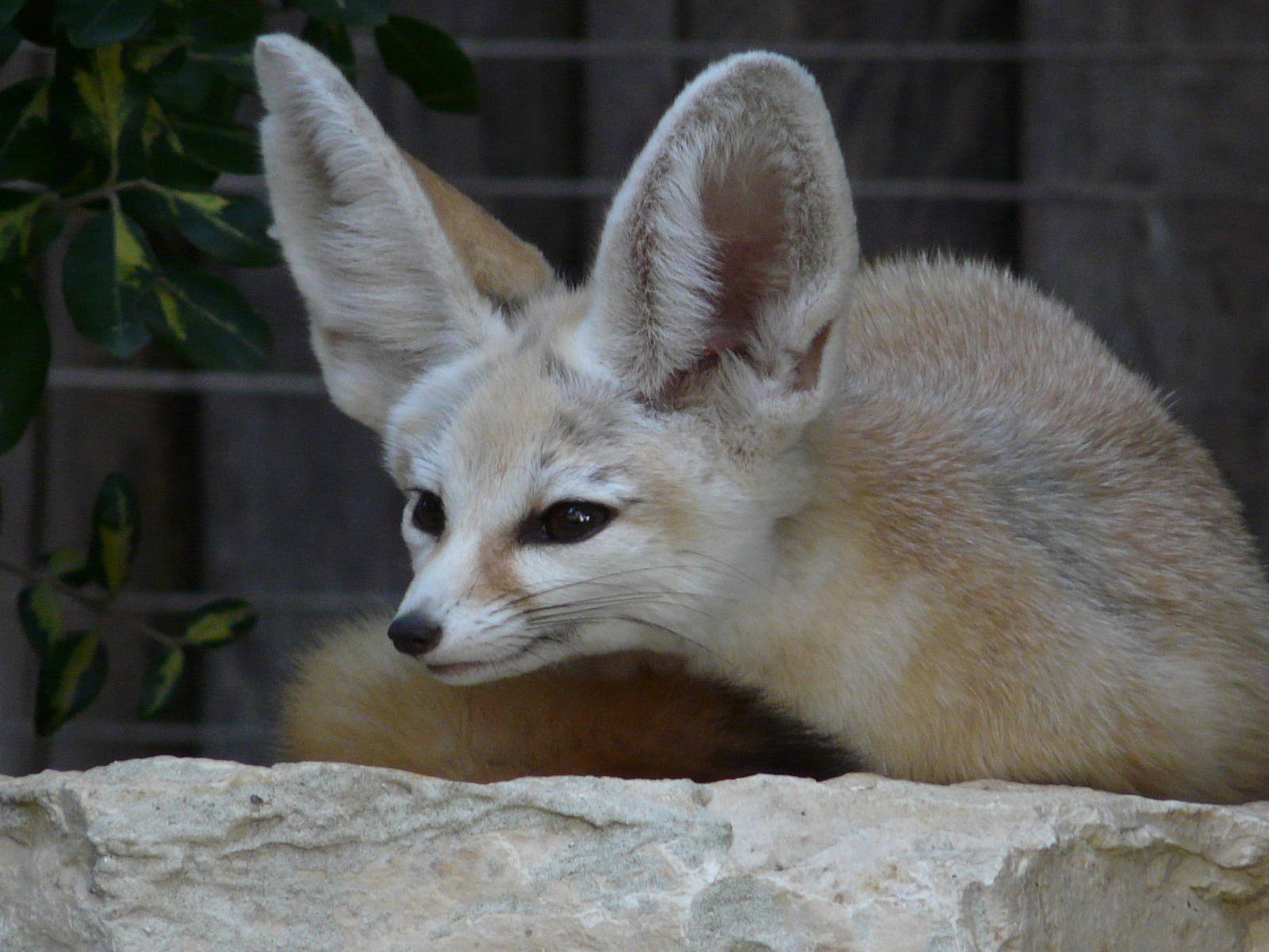 Fennec fox/ Vulpes zerda