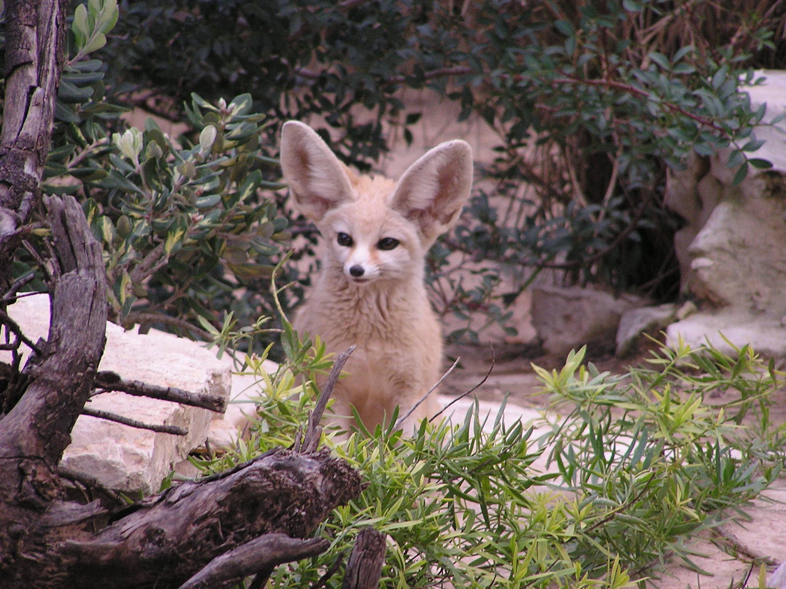 Fennec fox/ Vulpes zerda