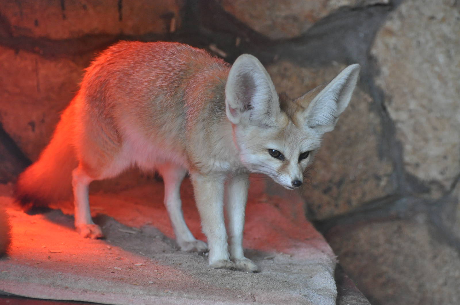 Fennec fox/ Vulpes zerda