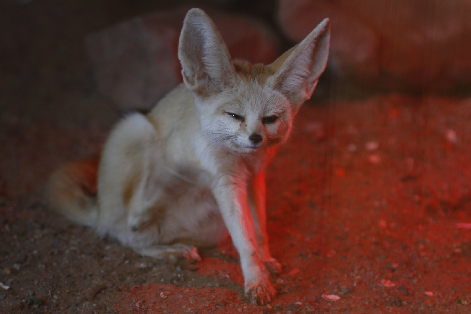 Fennec fox (Vulpes zerda)