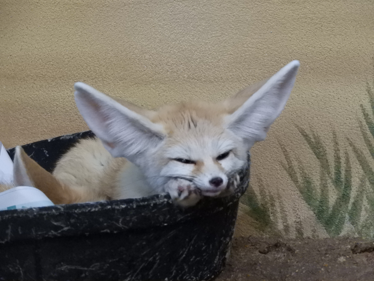 Fennec Fox (Vulpes zerda)