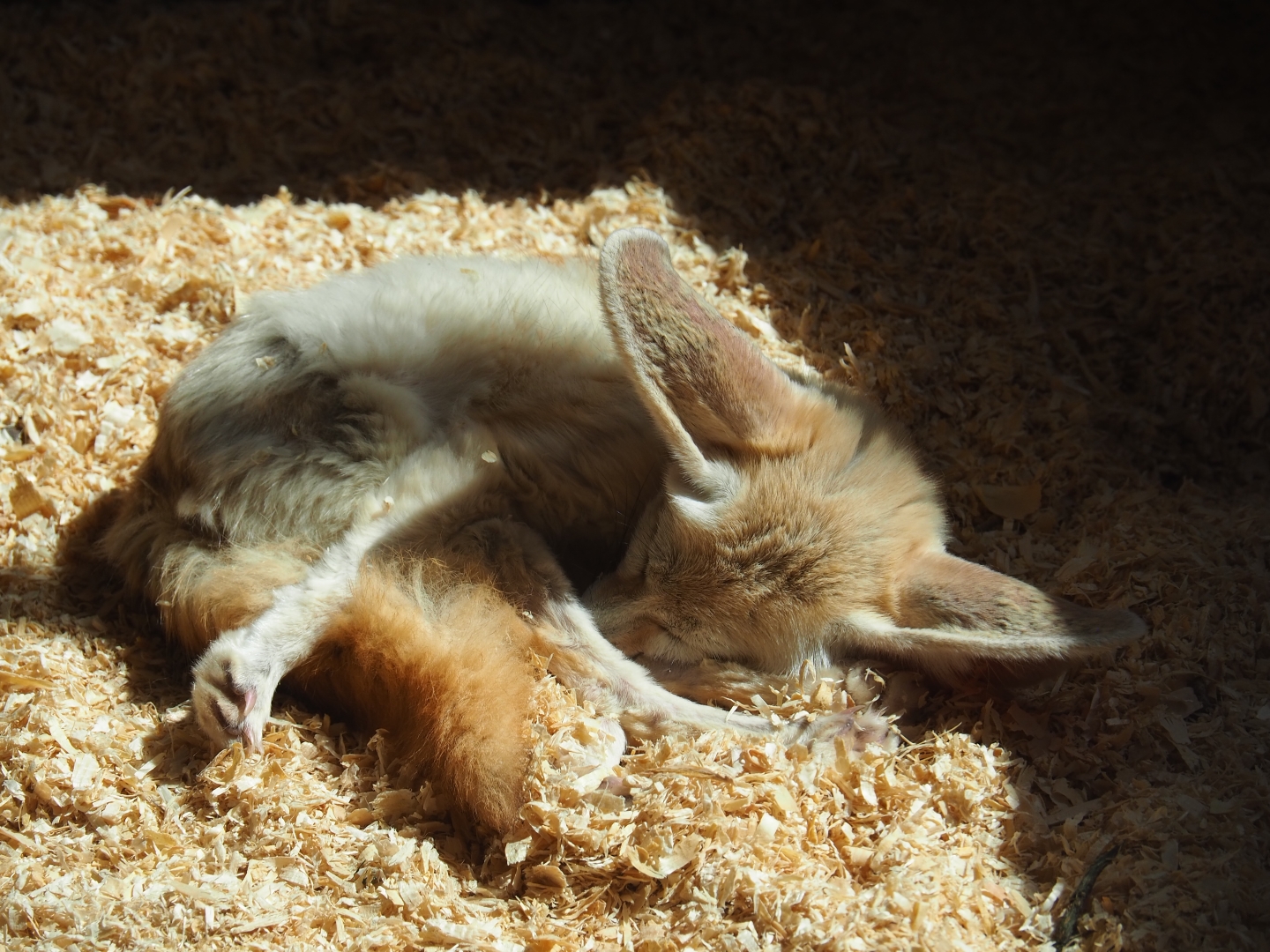 Fennec fox (Vulpes zerda)
