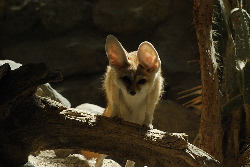 Fennec fox (Vulpes zerda)
