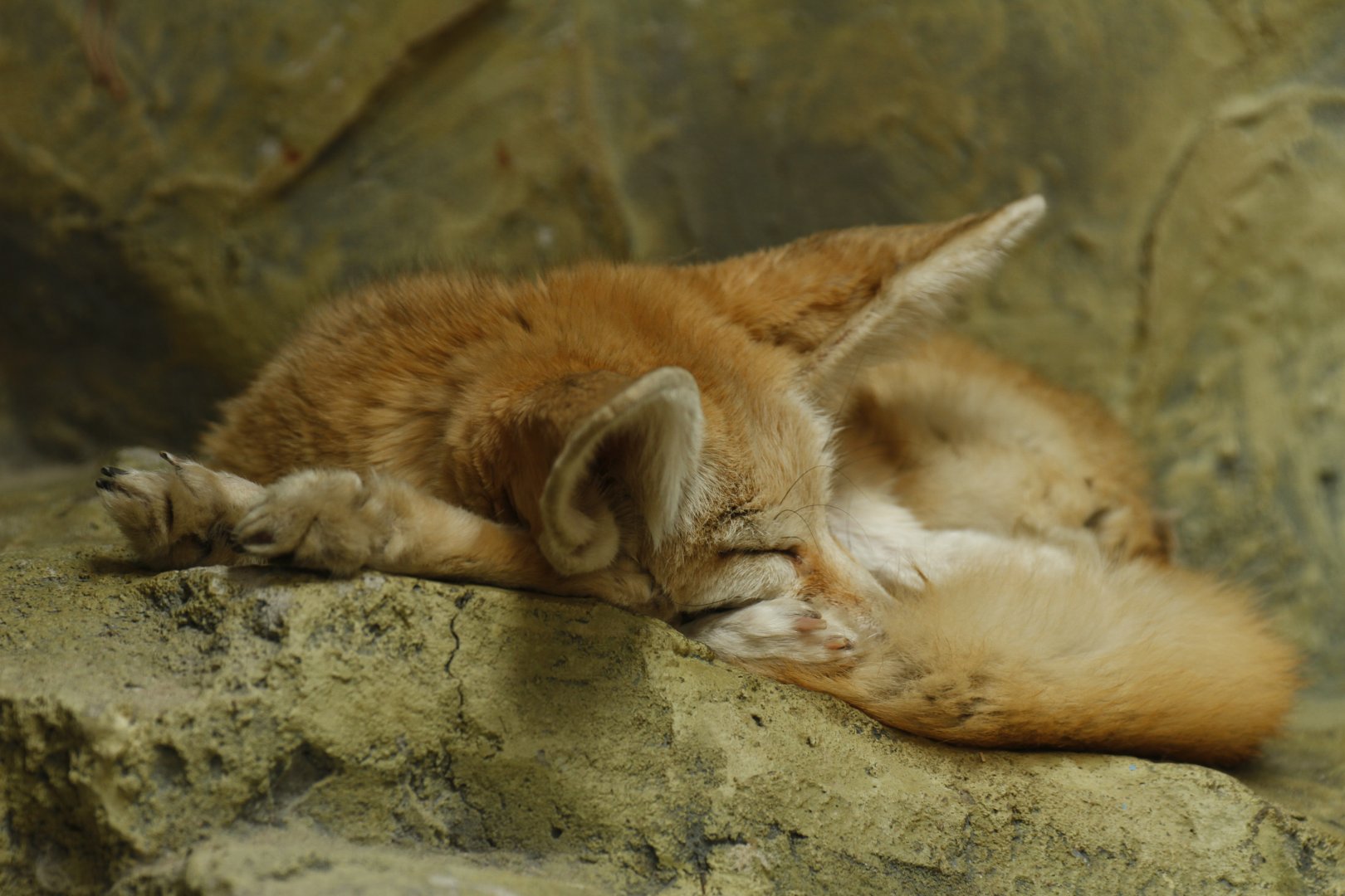 Fennec fox (Vulpes zerda)