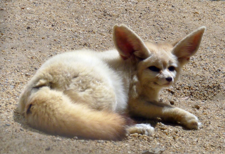 Fennec fox (Vulpes zerda)