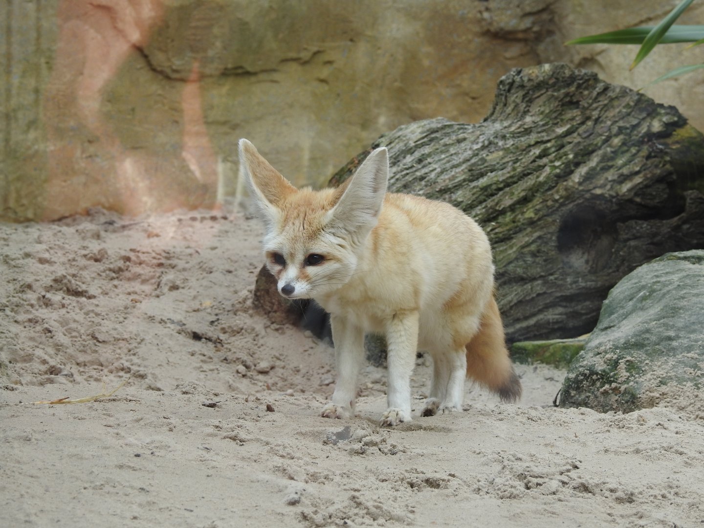 Fennec Fox (Vulpes zerda)