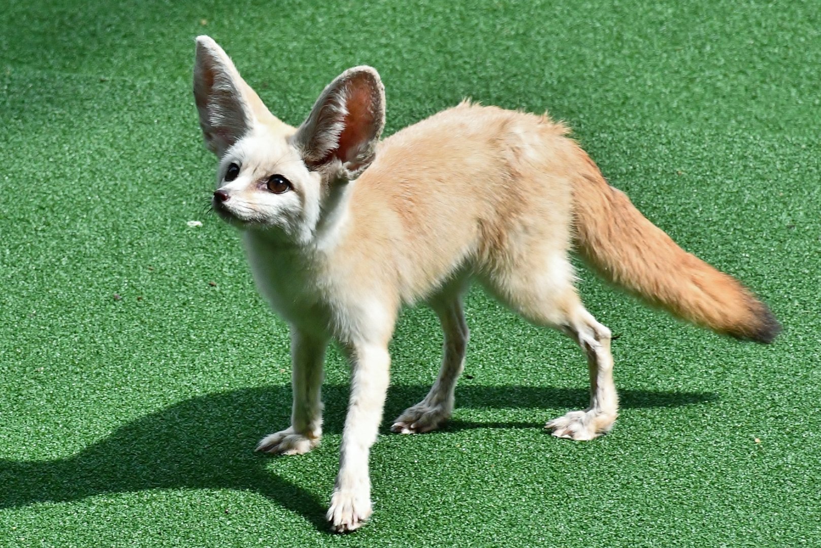 Fennec Fox (Vulpes zerda)