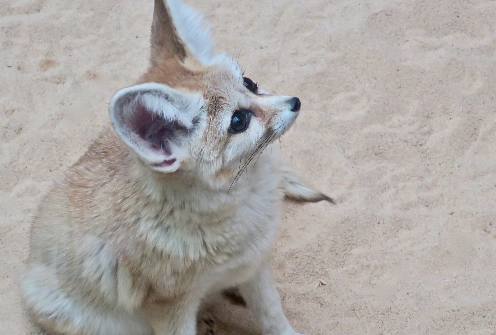 Fennec Fox (Vulpes zerda)