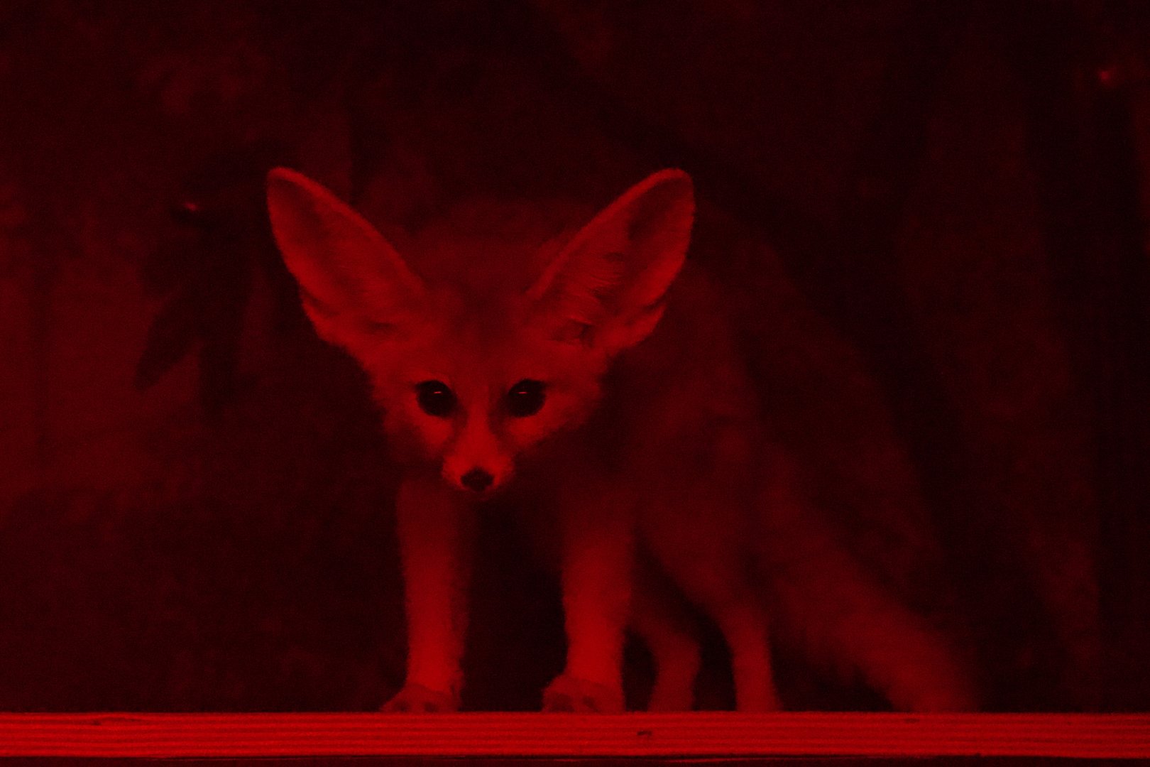 Fennec Fox/ Vulpes zerda