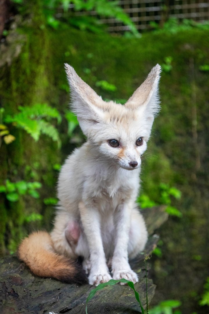 fennec fox (Vulpes zerda)