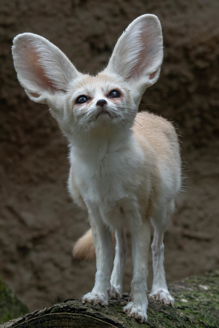 Fennec fox (Vulpes zerda)