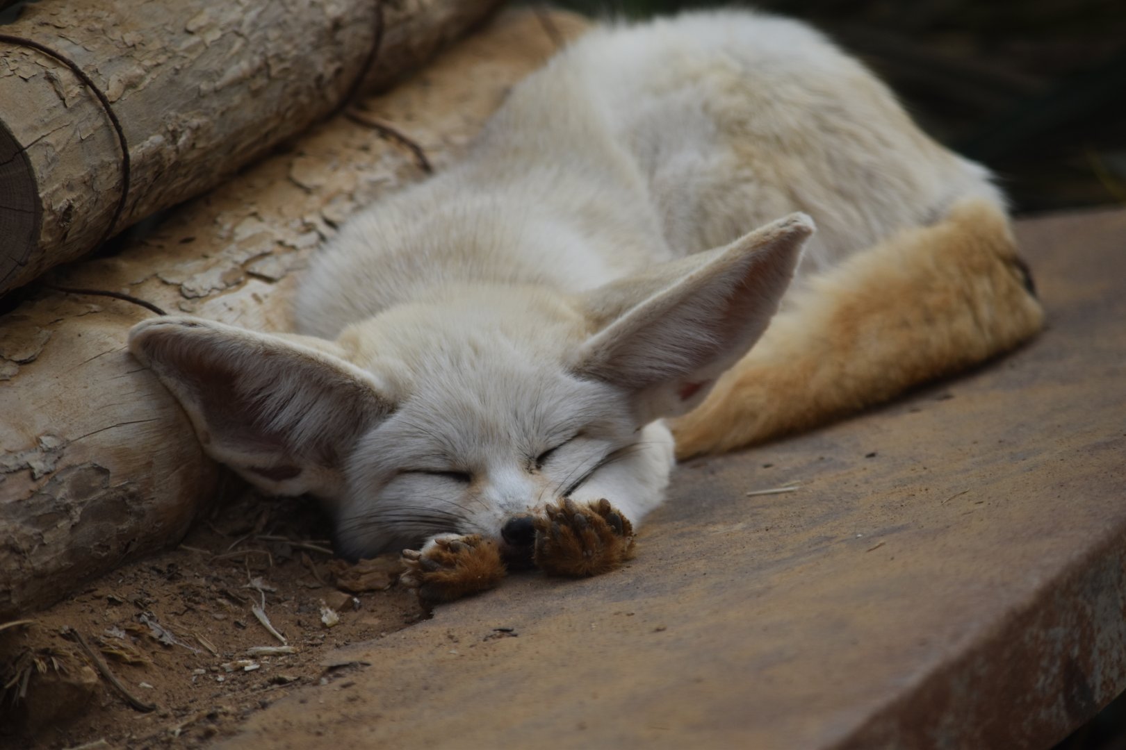 Fennec fox (Vulpes zerda)