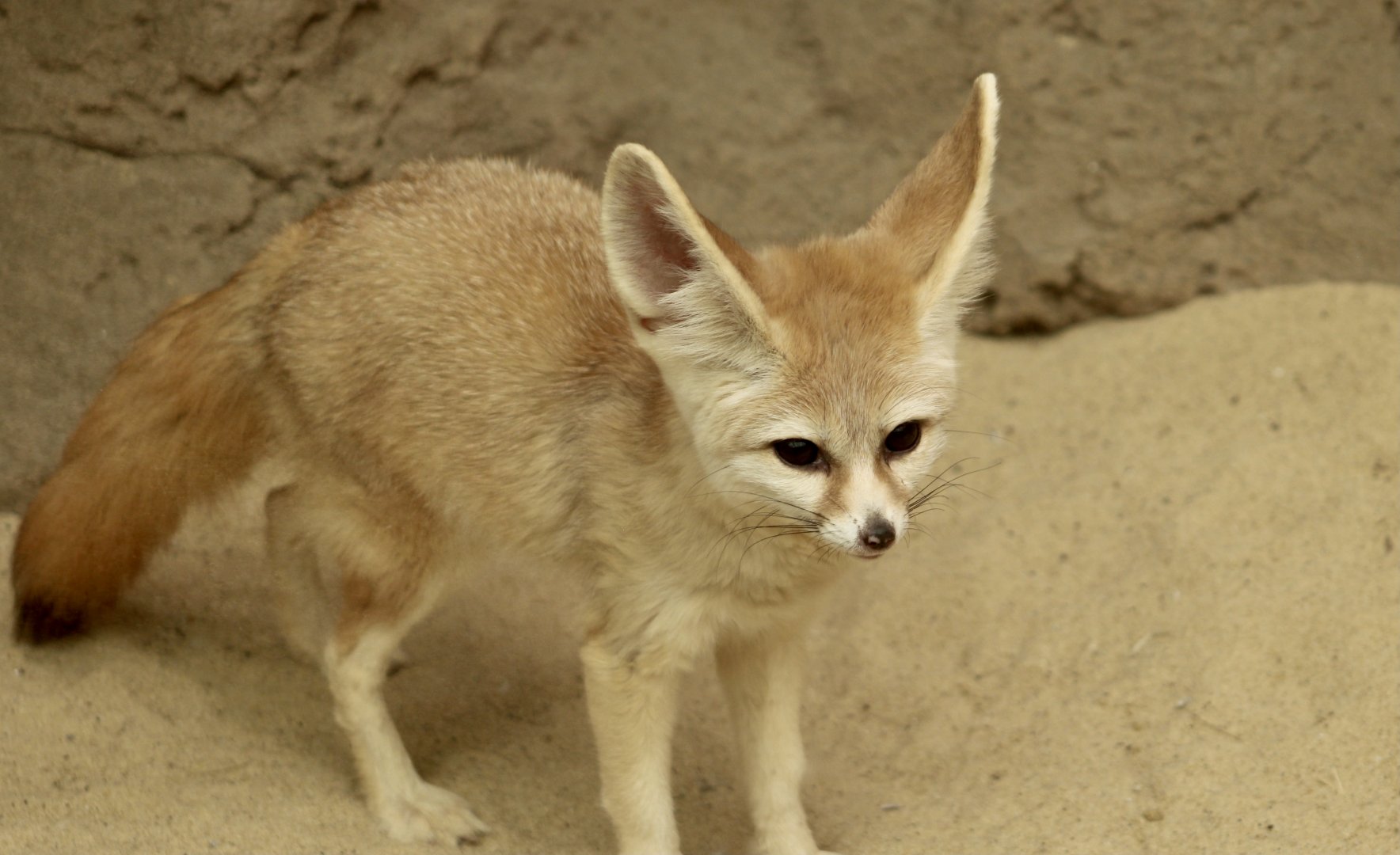 Fennec Fox (Vulpes zerda)