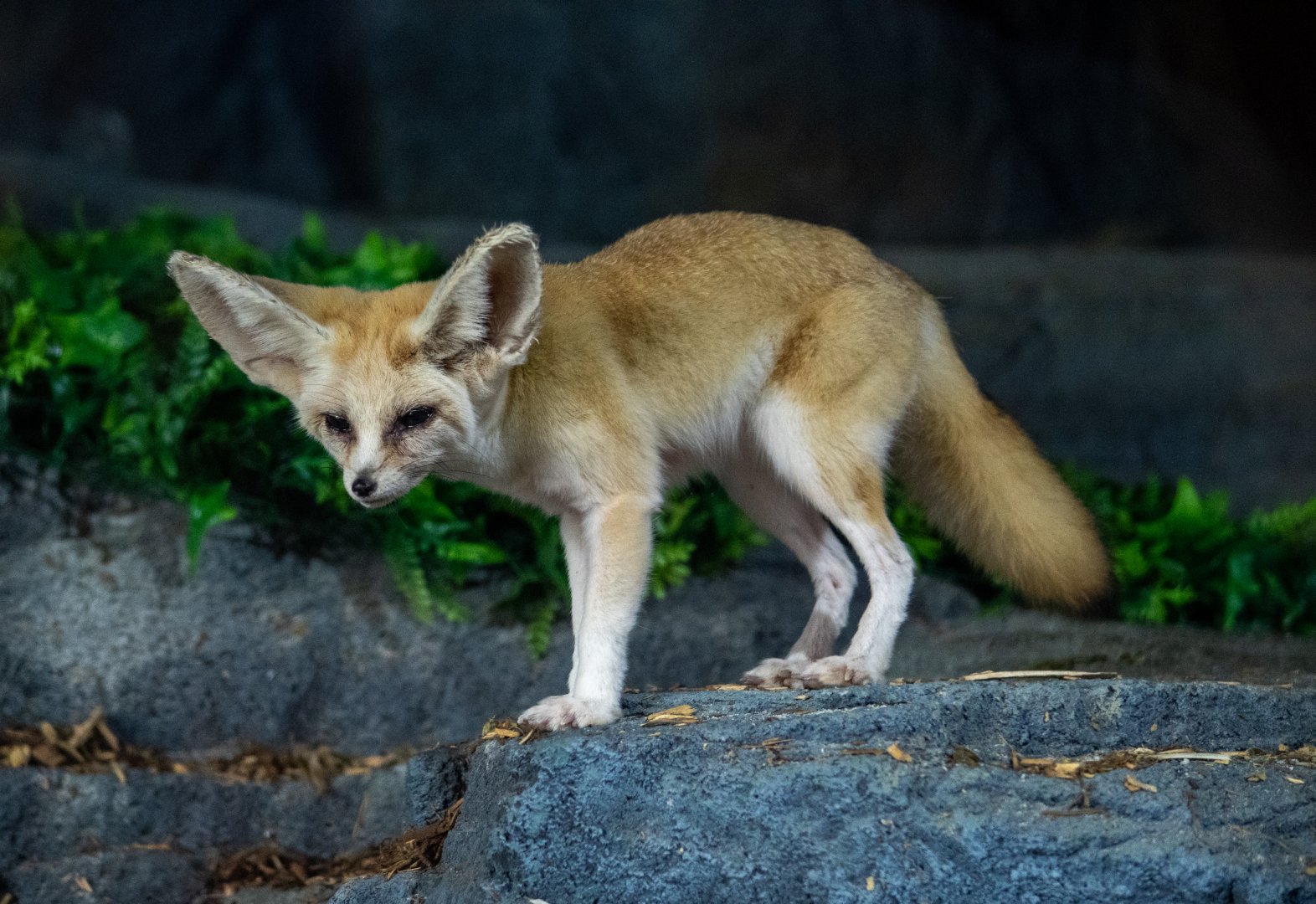 Fennec Fox (Vulpes Zerda)