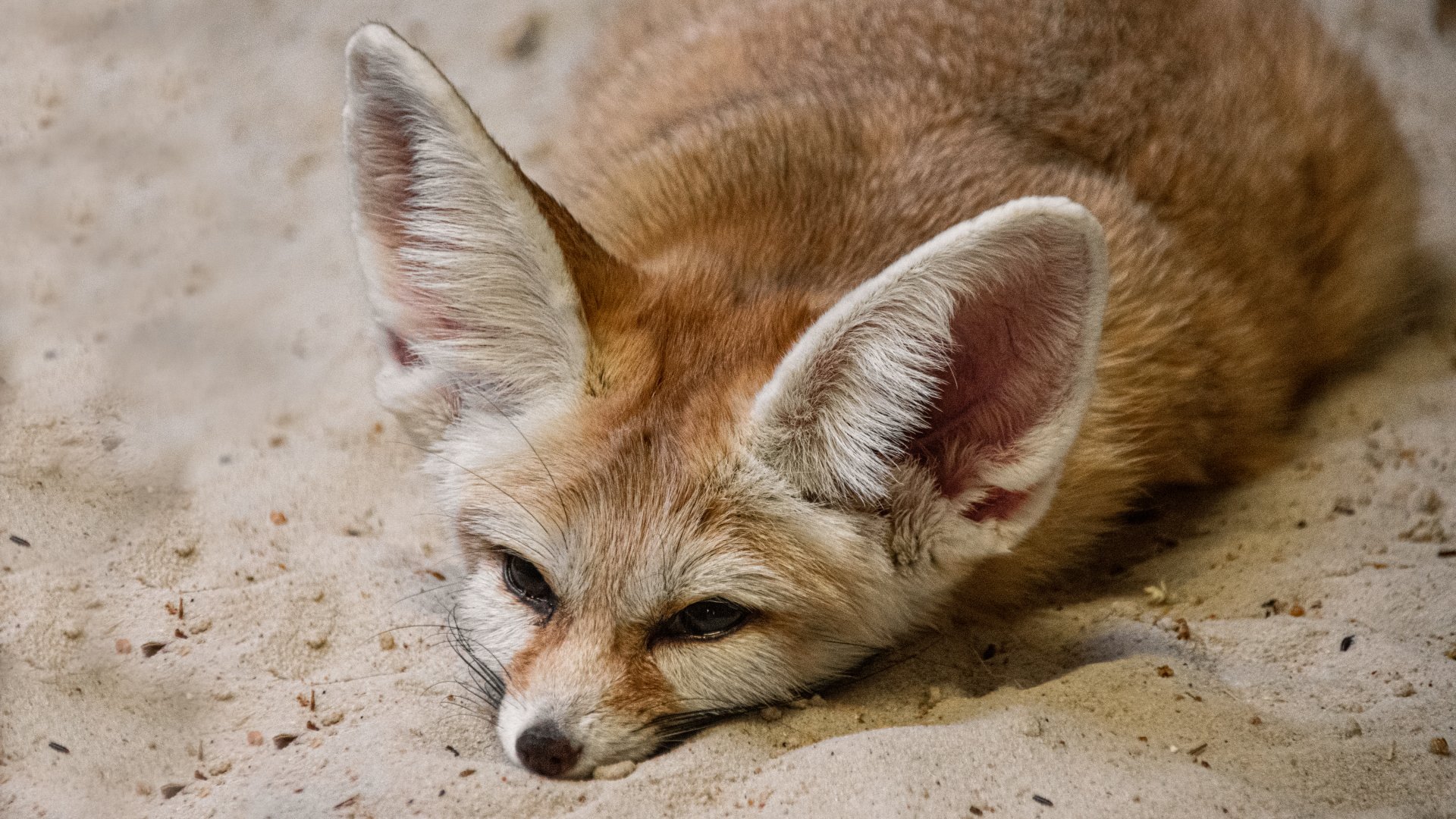 Fennec fox (Vulpes zerda)