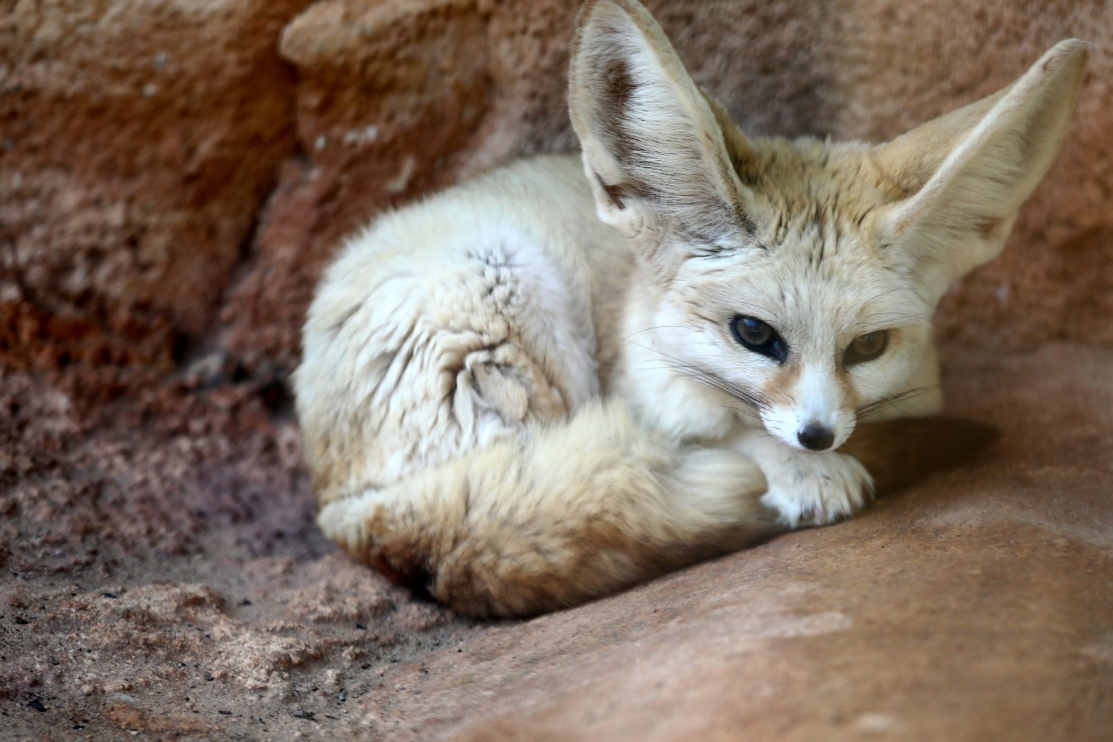 fennec fox (Vulpes zerda)