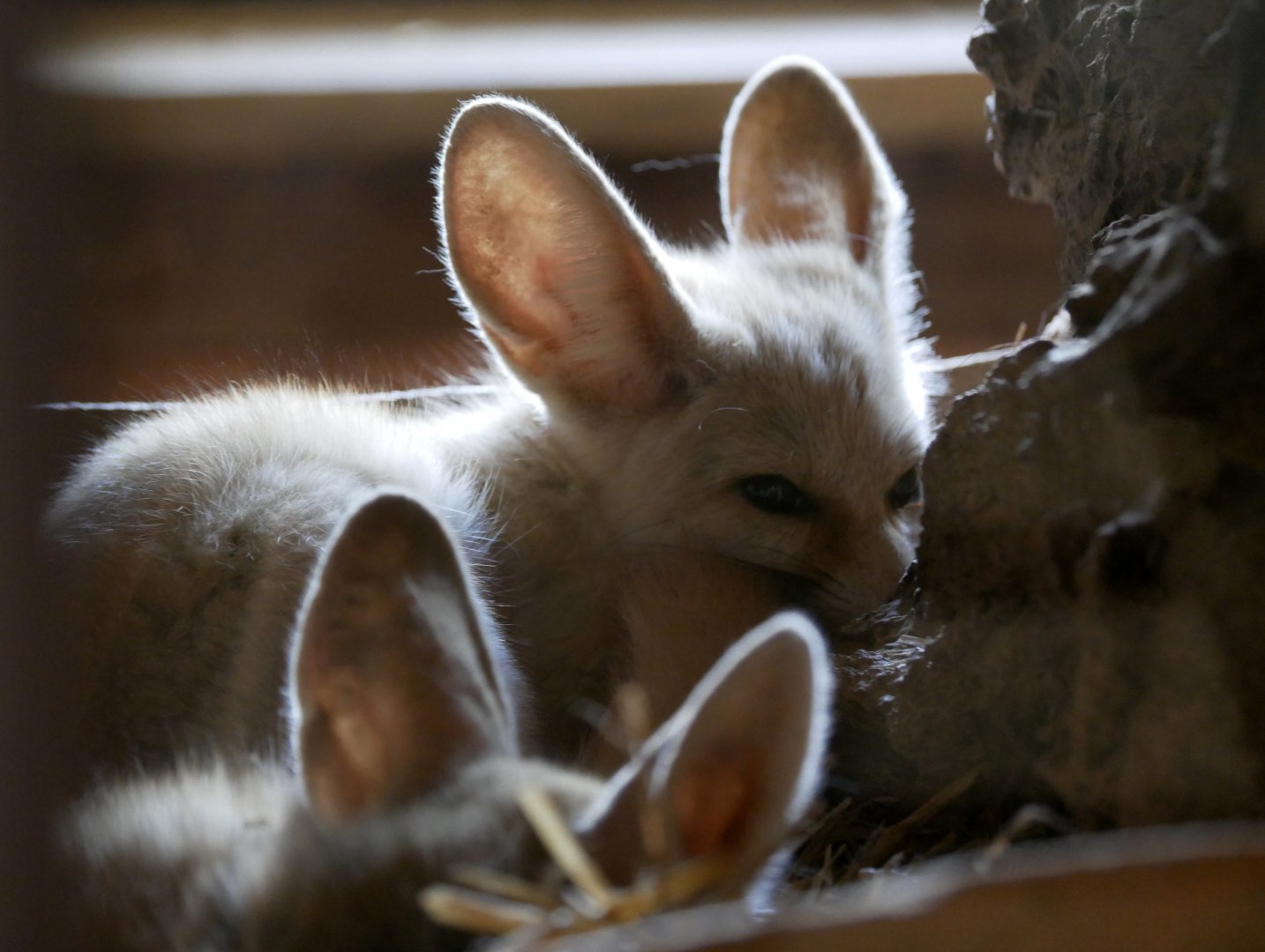 Fennec fox (Vulpes zerda)