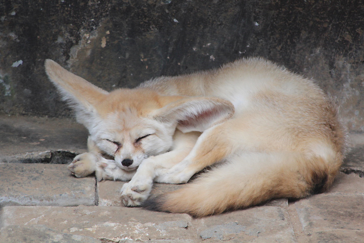 Fennec fox (Vulpes zerda)