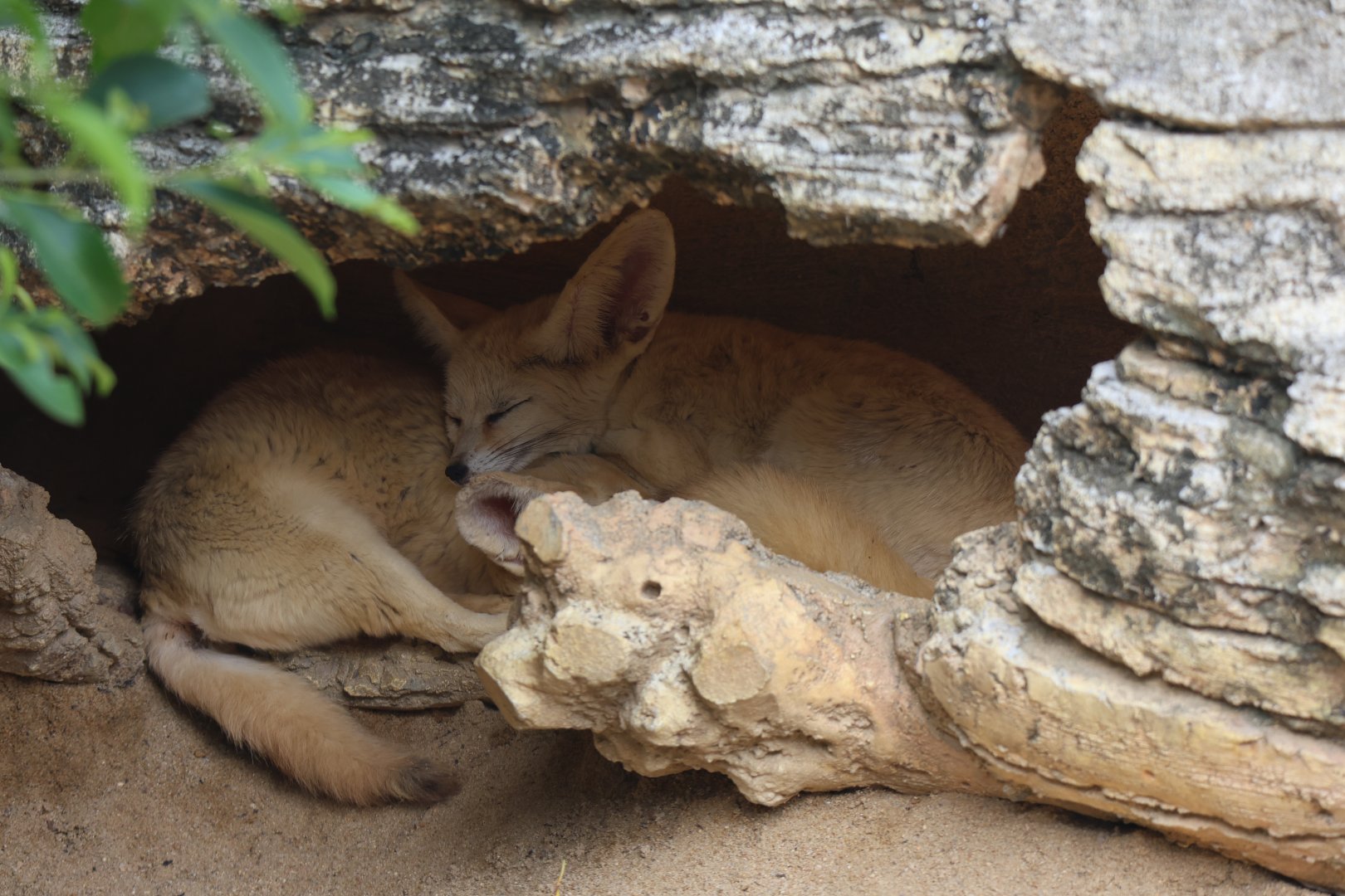 Fennec fox (Vulpes zerda)