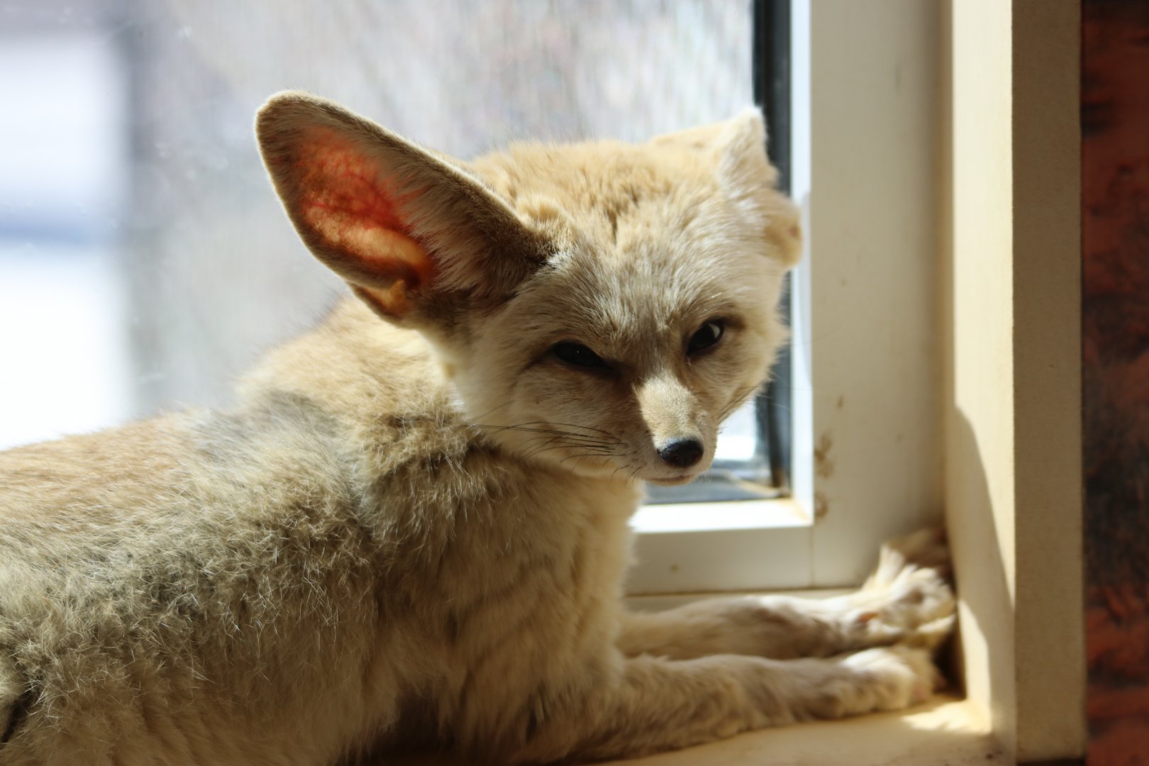 Fennec fox (vulpes zerda)